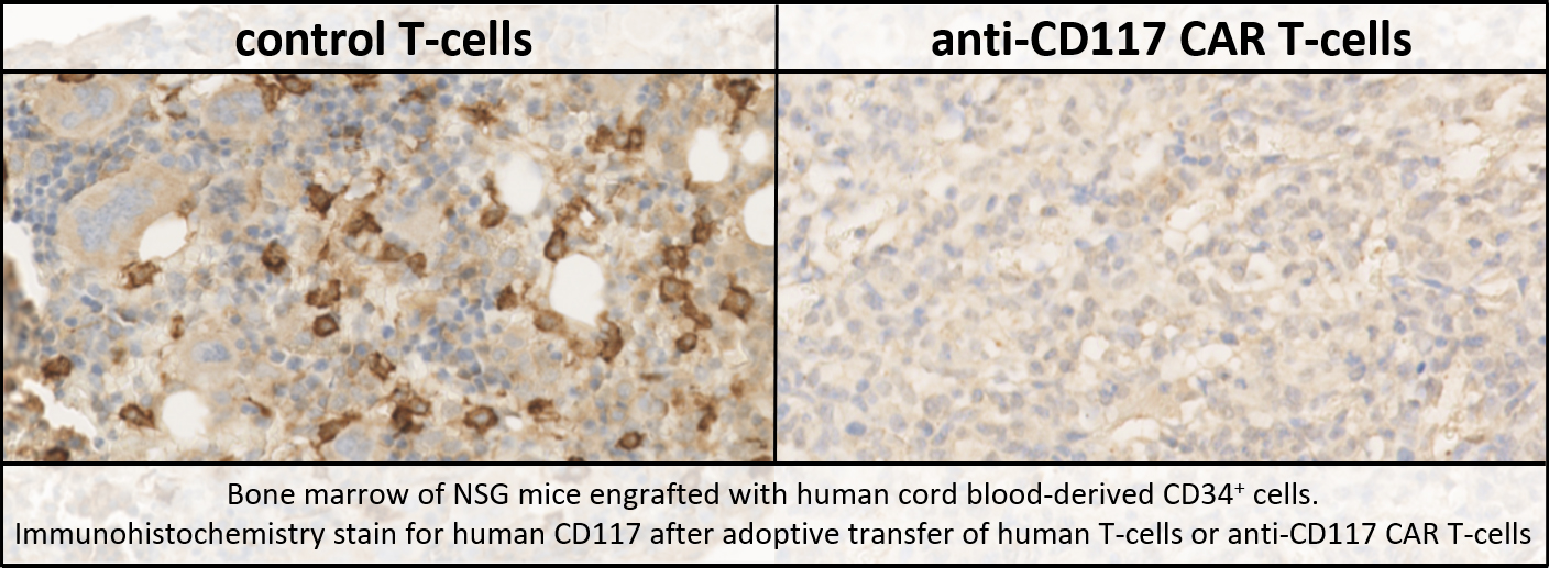 antiCD117_fig